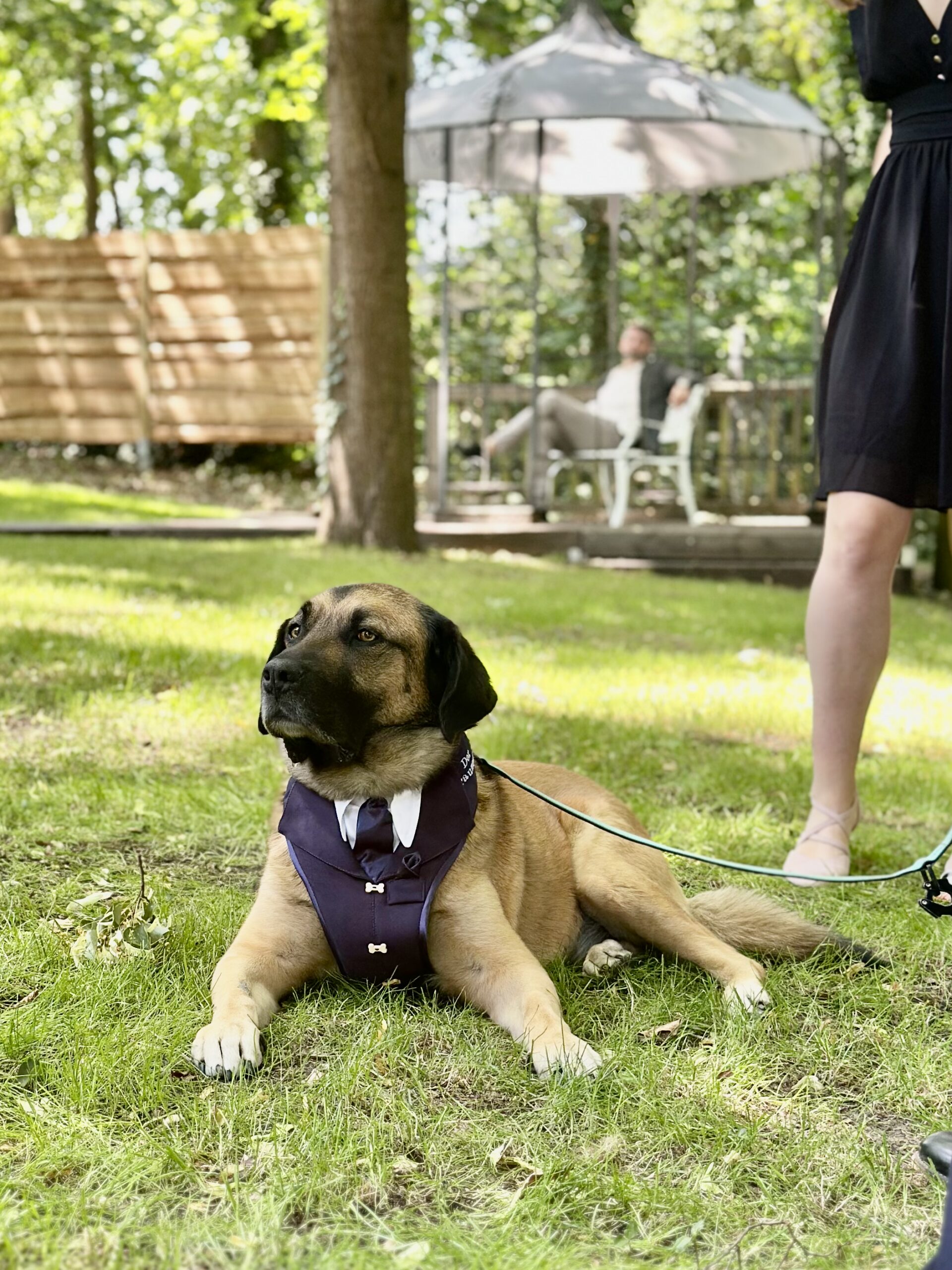 Hochzeit mit Hund Garten Standesamt Entspannt auf der Wiese liegender großer Hund