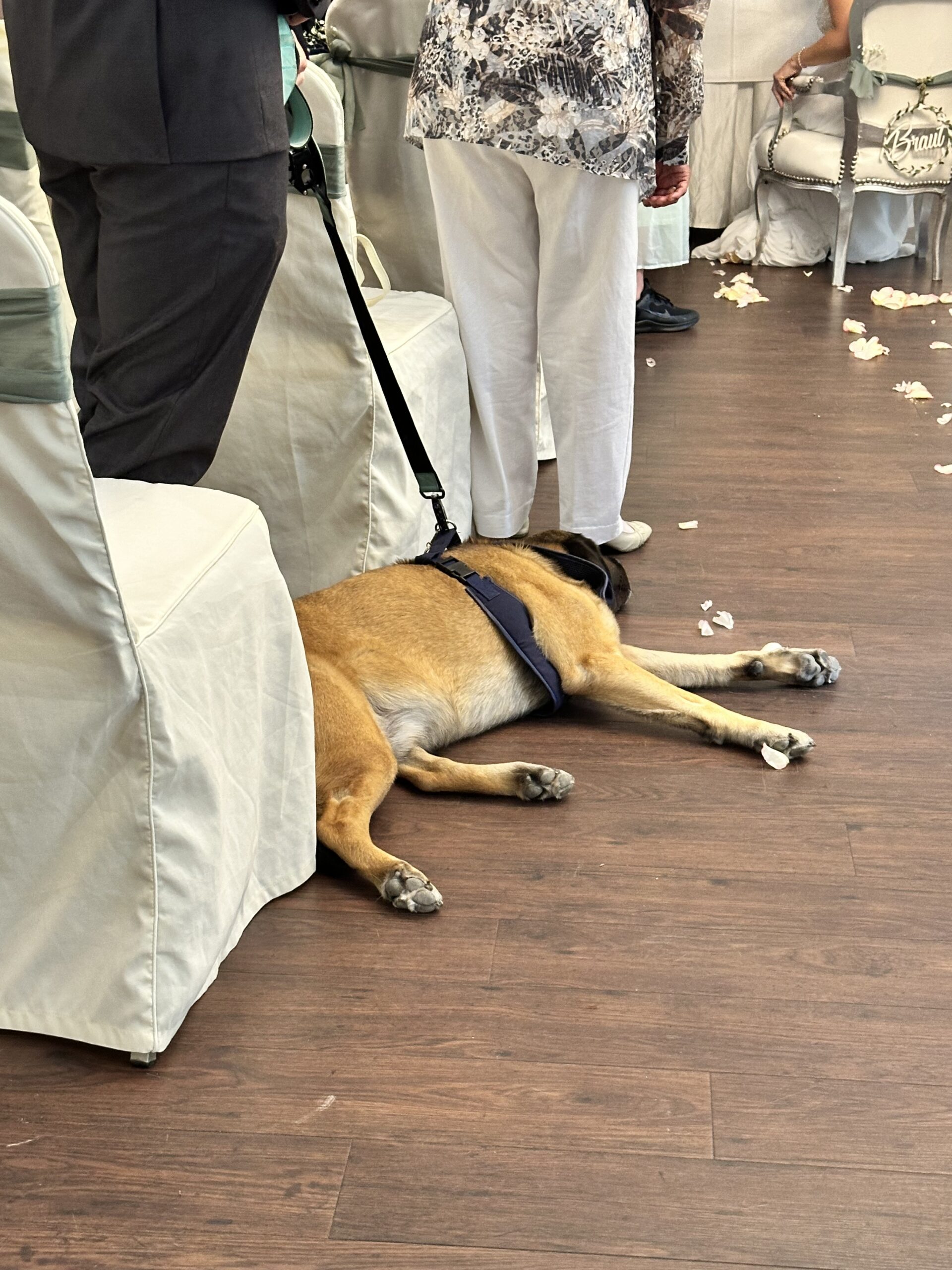 Trauung im Salon Emilie, Standesamt Seeschloss Hund liegt entspannt auf dem Boden