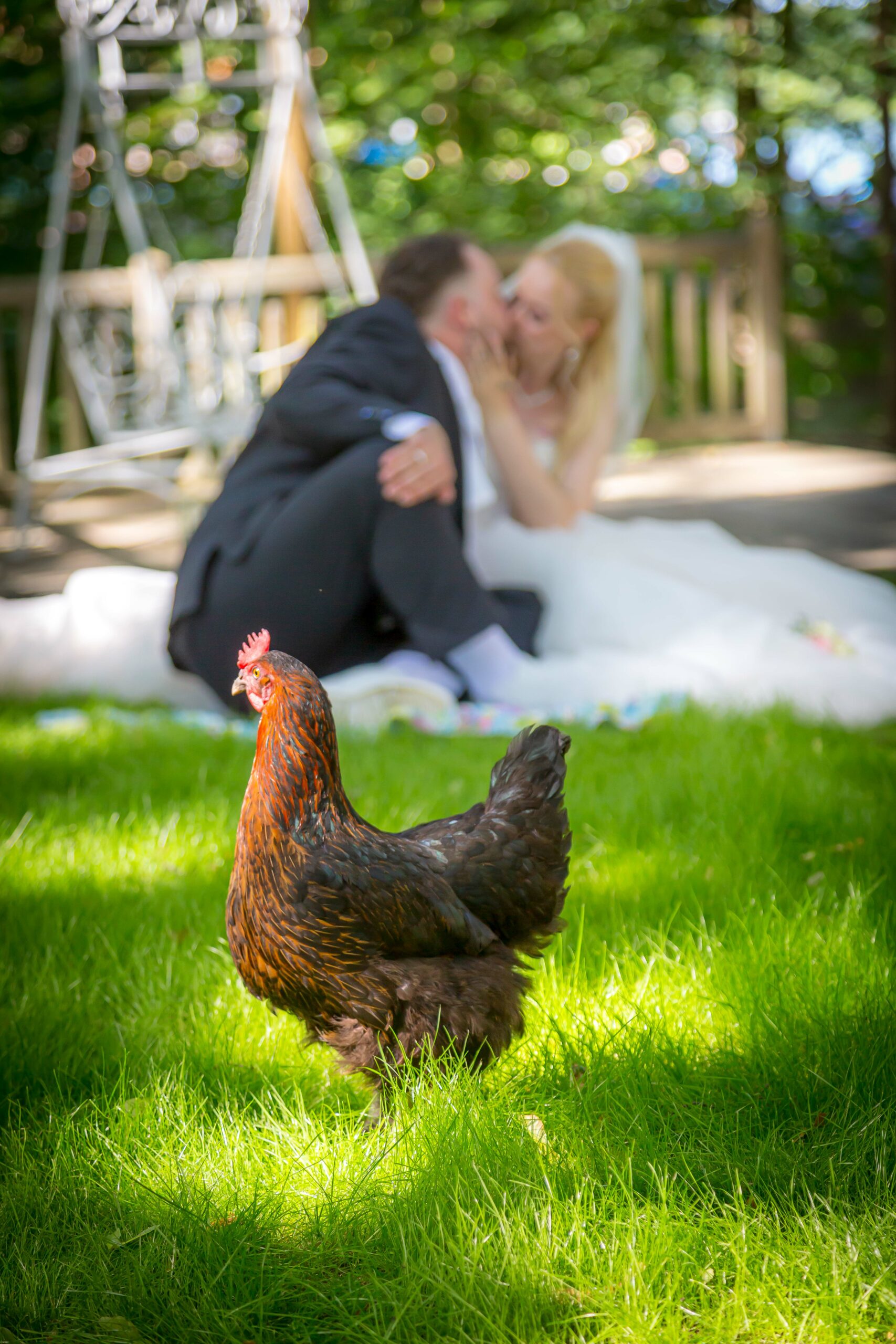Fotoshooting mit Huhn Gwendolin Huhn vor verliebtem Paar im Freien
